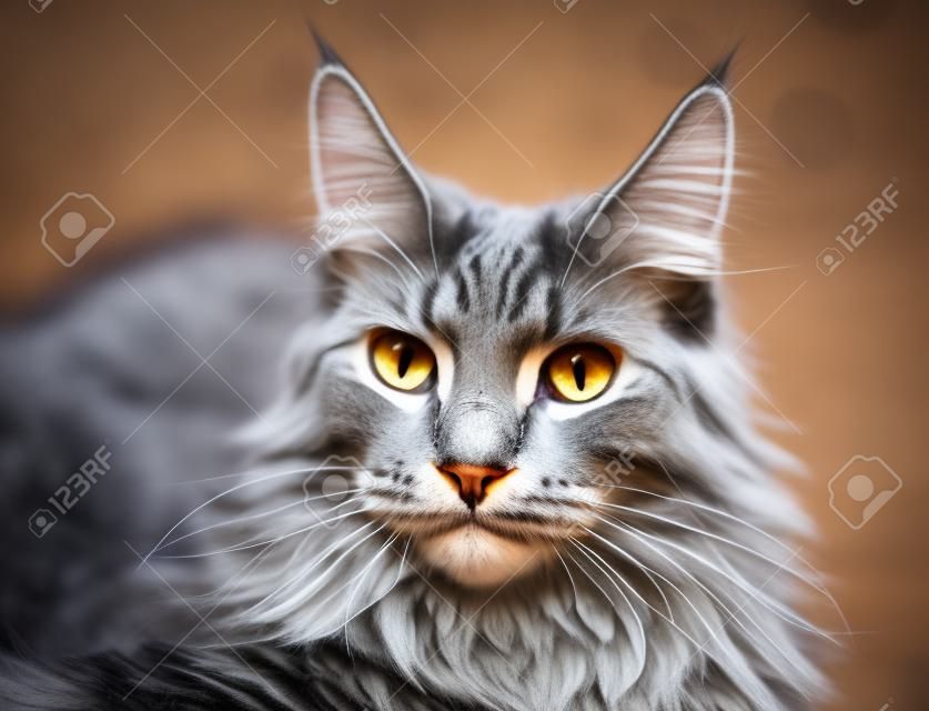 Portrait of Gray Maine Coon Cat / Selective focus