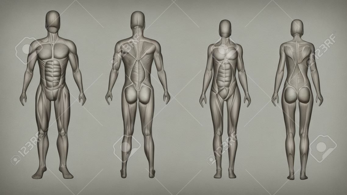 Corps masculin et féminin dans une illustration anatomique et musculaire