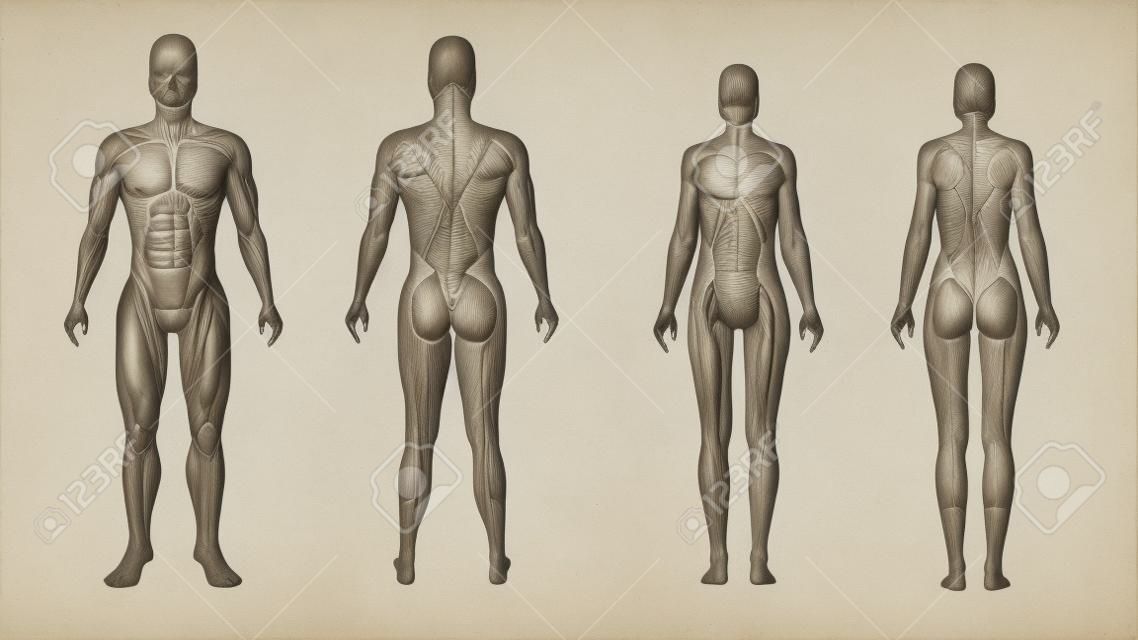 Corps masculin et féminin dans une illustration anatomique et musculaire