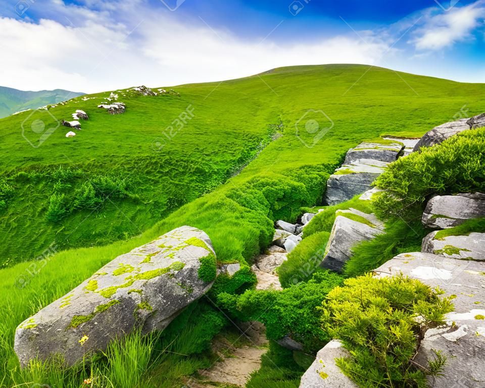 paysage de montagne d'été. vallée avec des pierres dans l'herbe sur le dessus de la colline de la chaîne montagneuse
