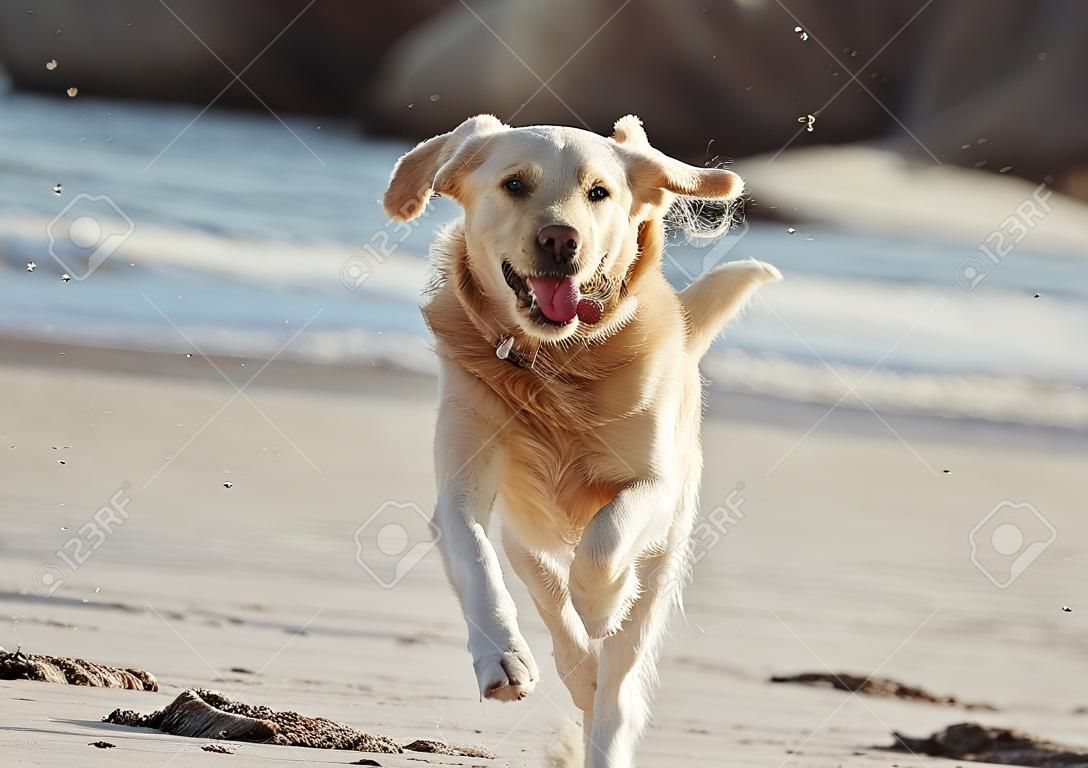 Energie, hardlopen en hond op het strand, vrijheid en spelen in het zand langs, nieuwsgierig en leuk in de natuur. Puppy, rennen en oceaan reis voor labrador zijn energiek, speels en actief alleen langs de zee