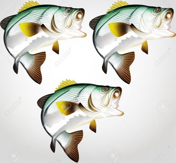 흰색 배경에 고립베이스 물고기