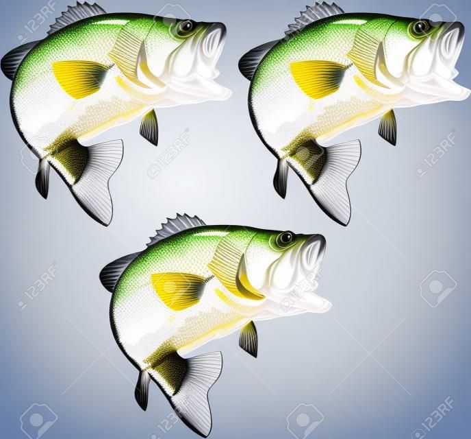бас рыбы, изолированных на белом фоне