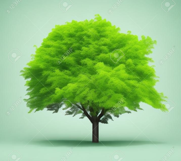 Zicht op een groene boom op een witte achtergrond