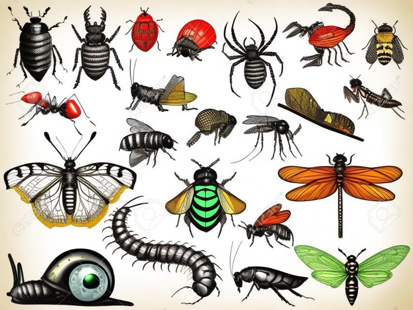 一组草图可编辑的昆虫插图