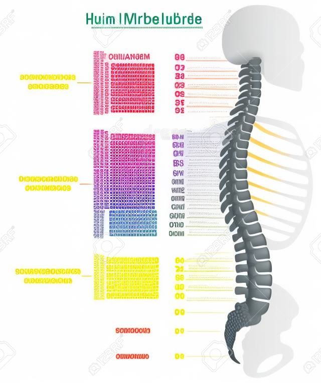 Dorso umano con nomi e numeri delle vertebre - ETICHETTATURA TEDESCA! Illustrazione vettoriale isolato su sfondo bianco.