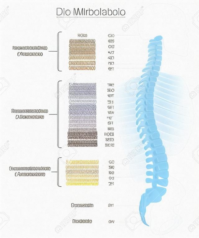 Dorso umano con nomi e numeri delle vertebre - ETICHETTATURA TEDESCA! Illustrazione vettoriale isolato su sfondo bianco.