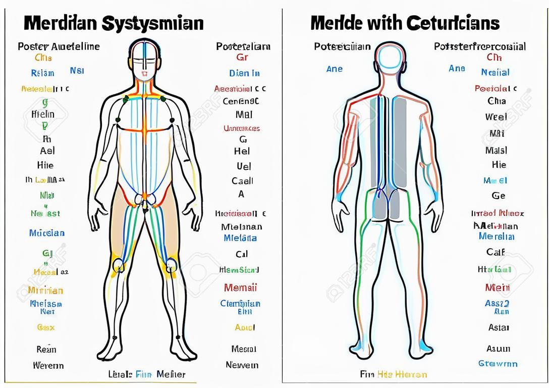 Grafico Meridian sistema - corpo maschile con capitale e meridiani dell'agopuntura linea centrale - anteriore e posteriore vista - Medicina Tradizionale Cinese - Illustrazione isolato su sfondo bianco.