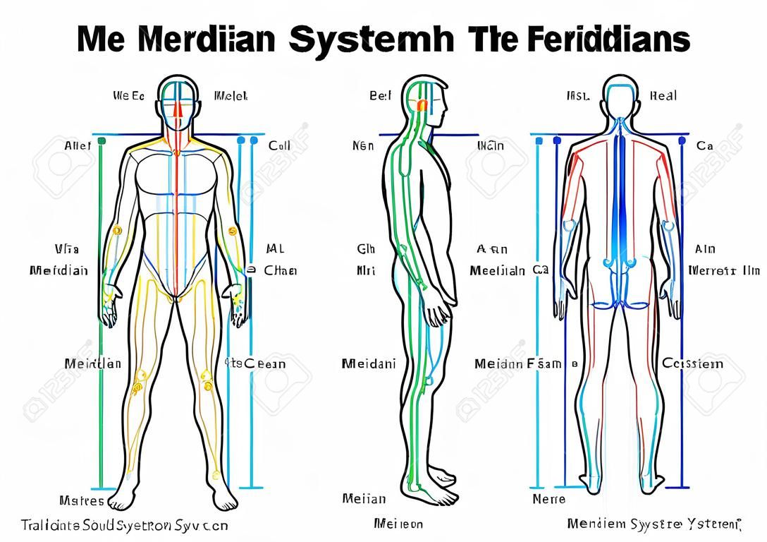Meridian System Chart - Corpo masculino com meridianos de acupuntura principal e central - vista anterior e posterior - Medicina Tradicional Chinesa - Ilustração isolada no fundo branco.