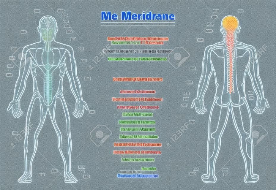 Meridian System Chart - GERMAN LABELING!- Male body with acupuncture meridians, anterior and posterior view.