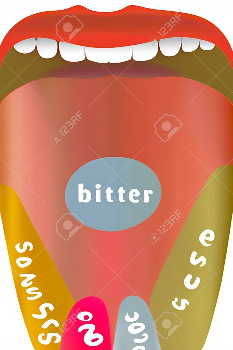 Zunge mit vier verschiedenen Geschmacks Bereichen - bitter, süß, sauer und salzig. Isolierte Darstellung auf weißem Hintergrund.