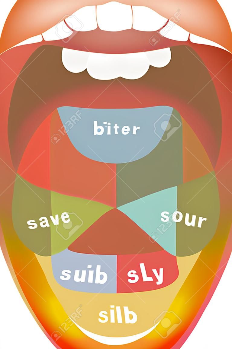 Язык с четырьмя различными вкусовыми областях - горький, сладкий, кислый и соленый. Изолированные иллюстрации на белом фоне.