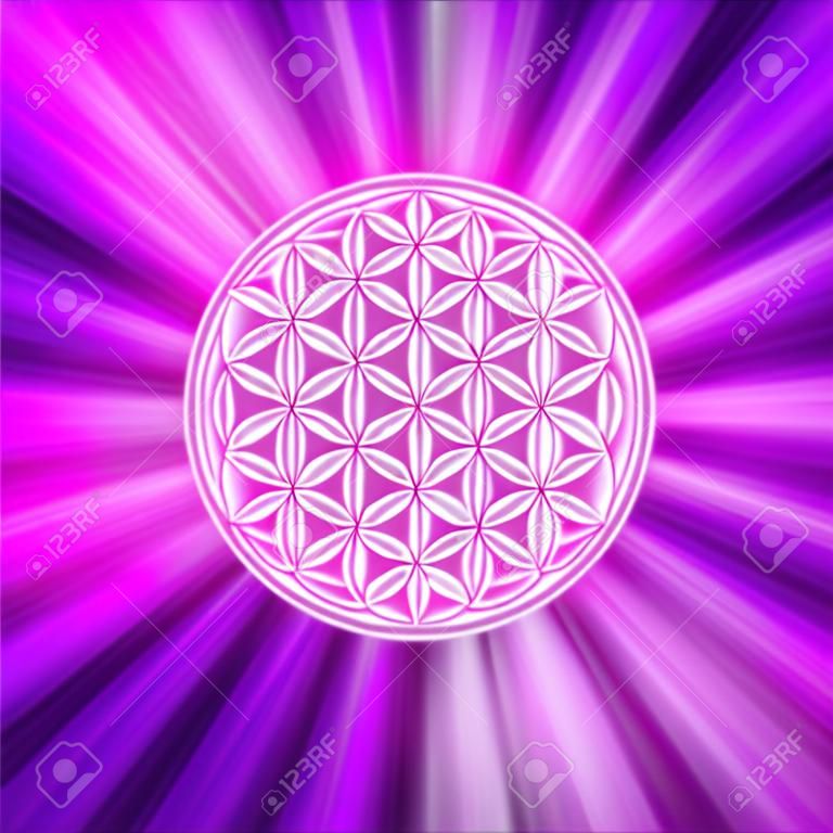 Brillante de la flor de la vida en los rayos de luz de color rosa. símbolo espiritual y la geometría sagrada desde tiempos antiguos. Ilustración.