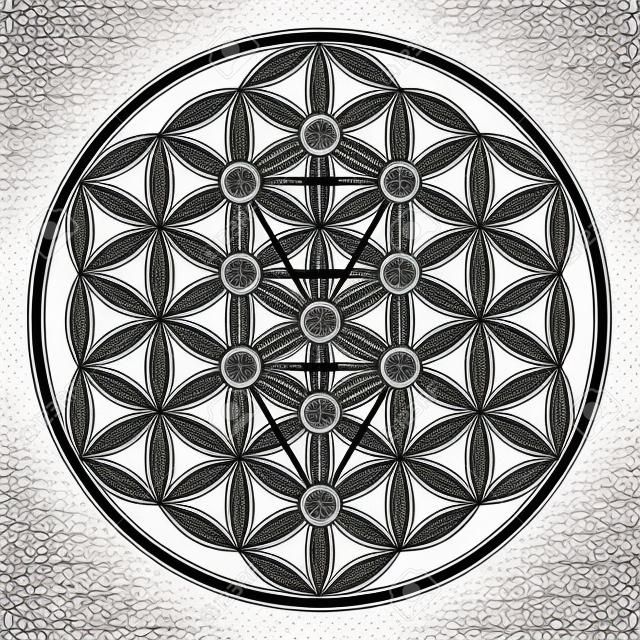 Flor de la vida en el árbol de la vida. Sephirotes de Kabbalah en la antigua símbolo simétrico, compuestas de múltiples círculos superpuestos, formando una flor como patrón. Geometría sagrada. Ilustración. Vector.