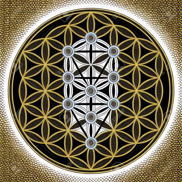 Flor de la vida en el árbol de la vida. Sephirotes de Kabbalah en la antigua símbolo simétrico, compuestas de múltiples círculos superpuestos, formando una flor como patrón. Geometría sagrada. Ilustración. Vector.