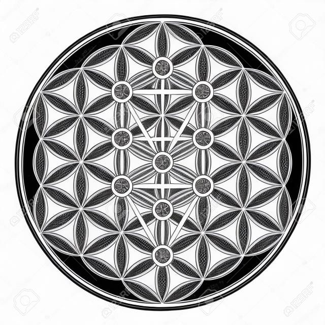 Fleur de la vie dans l'Arbre de Vie. Sephirots de la Kabbale dans ancien symbole symétrique, composé de plusieurs cercles qui se chevauchent, formant une fleur comme modèle. Géométrie sacrée. Illustration. Vecteur.