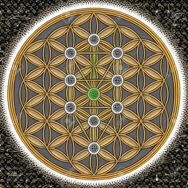 Levensbloem in Boom des Levens. Saffirots van Kabbala in oud symmetrisch symbool, samengesteld uit meerdere overlappende cirkels, het vormen van een bloem als patroon. Heilige geometrie. Illustratie. Vector.