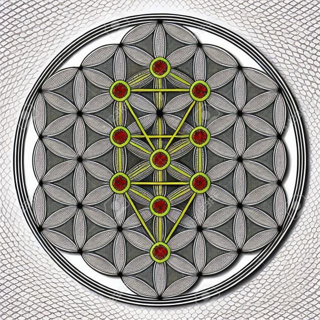 Flower of Life in Tree of Life. Sephirots of Kabbalah in ancient symmetrical symbol, composed of multiple overlapping circles, forming a flower like pattern. Sacred geometry. Illustration. Vector.