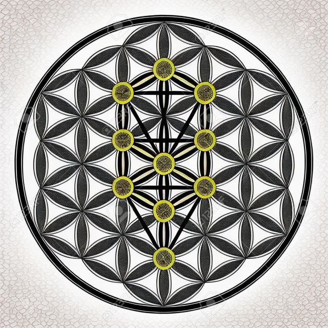 Flower of Life in Tree of Life. Sephirots of Kabbalah in ancient symmetrical symbol, composed of multiple overlapping circles, forming a flower like pattern. Sacred geometry. Illustration. Vector.