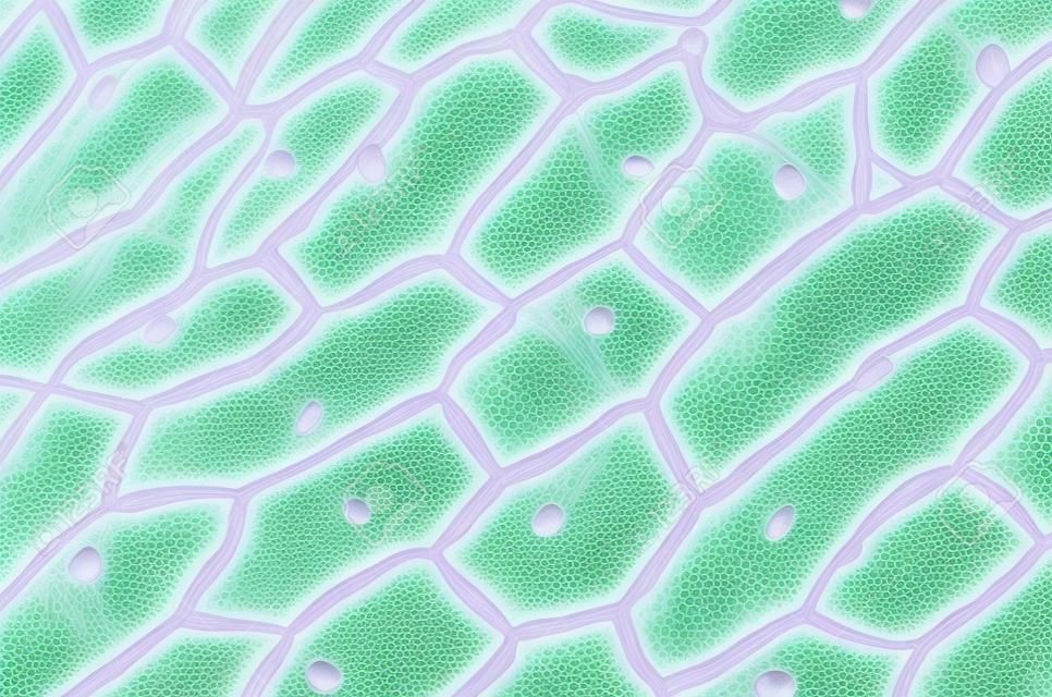 Uien epidermis met grote cellen onder de lichtmicroscoop. Heldere epidermale cellen van een ui, Allium cepa, in een enkele laag. Elke cel met muur, membraan, cytoplasma, kern en grote vacuool. Foto.
