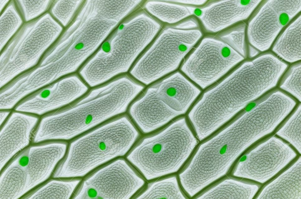 Onion epidermis with large cells under light microscope. Clear epidermal cells of an onion, Allium cepa, in a single layer. Each cell with wall, membrane, cytoplasm, nucleus and large vacuole. Photo.