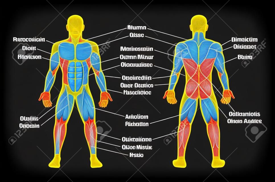 Muscle chart with most important muscles of the human body - colored anterior and posterior view - labeled isolated vector illustration on black background.