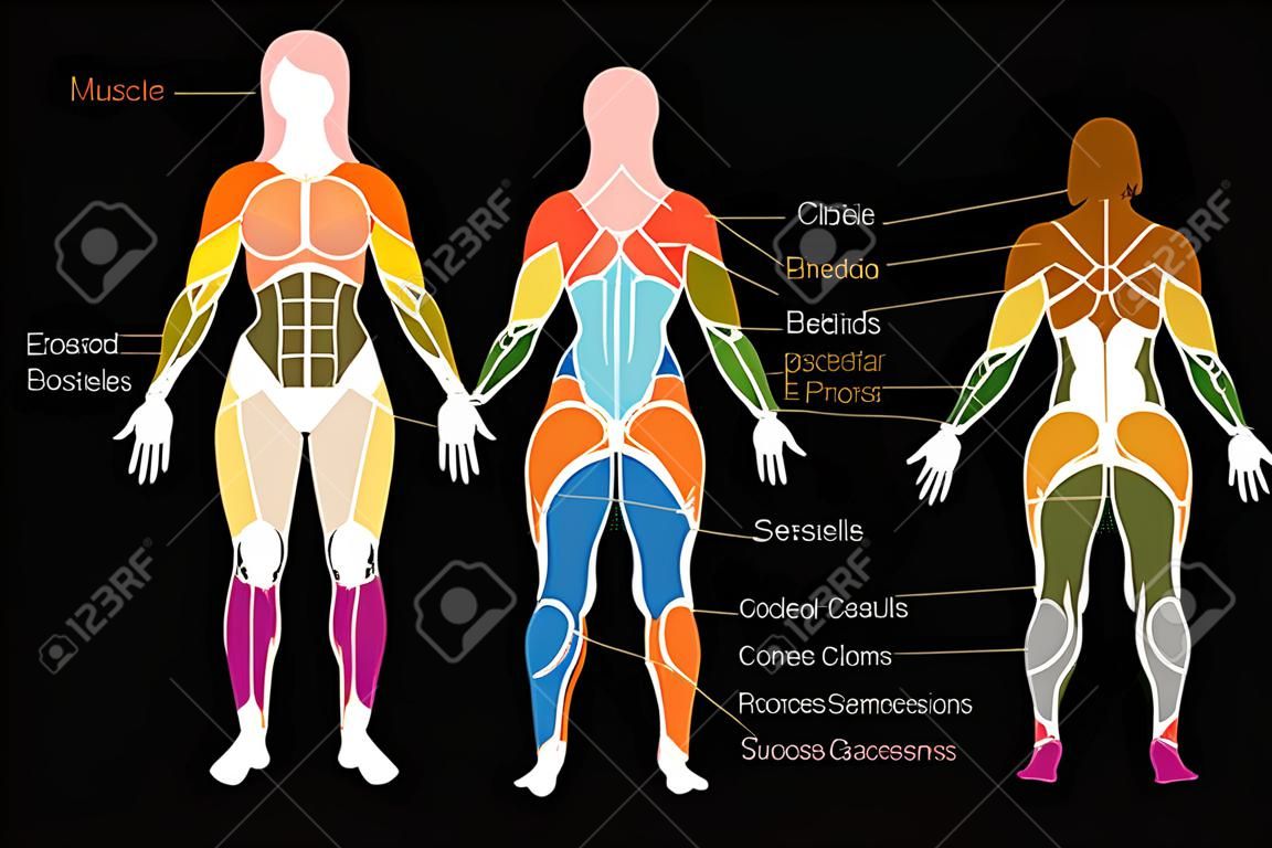 Muscle chart with most important muscles of the female body - colored anterior and posterior view - labeled isolated vector illustration on black background.