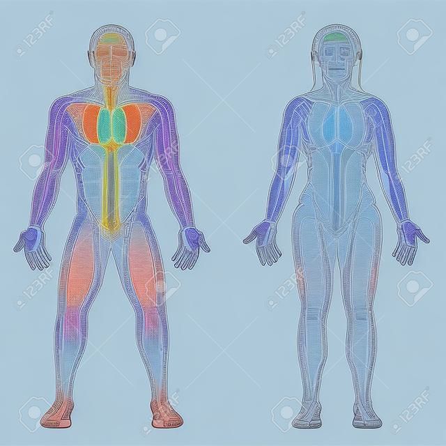 Meridian system, colored meridians of male and female body alternative therapy tcm treatment info graphic.