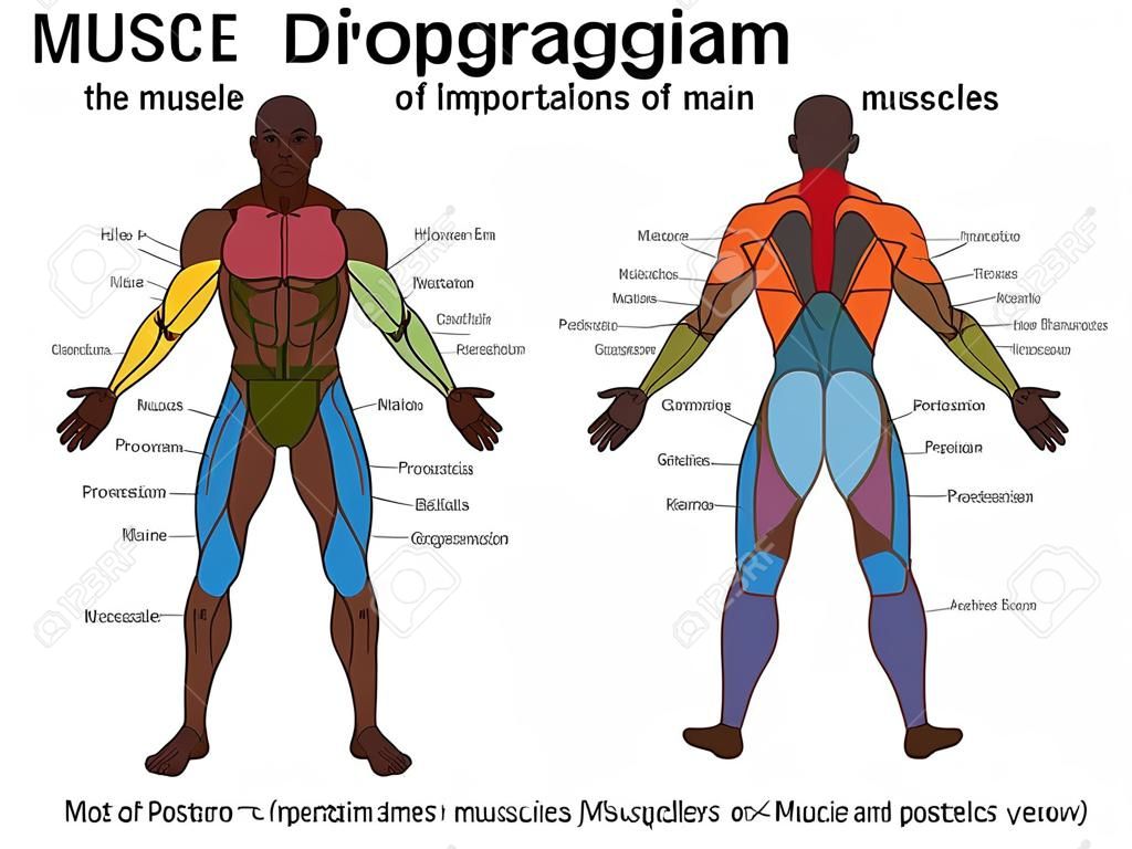 Muscle diagram, most important muscles of an athletic black man, anterior and posterior view, male body. Labeled vector illustration chart on white background.
