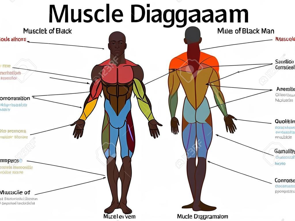 Muscle diagram, most important muscles of an athletic black man, anterior and posterior view, male body. Labeled vector illustration chart on white background.