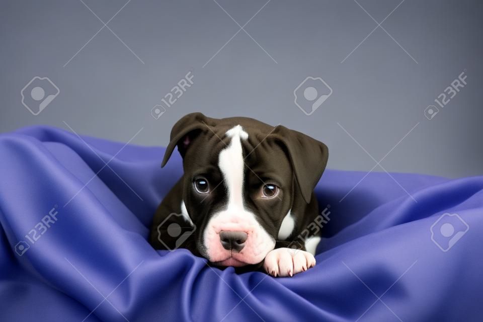 Puppy of American Pitbull posing to first photo session.