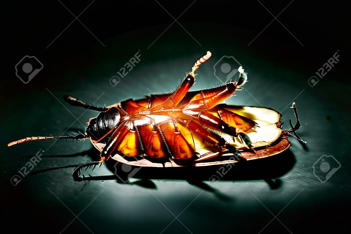 Concepto de exterminio de la cucaracha