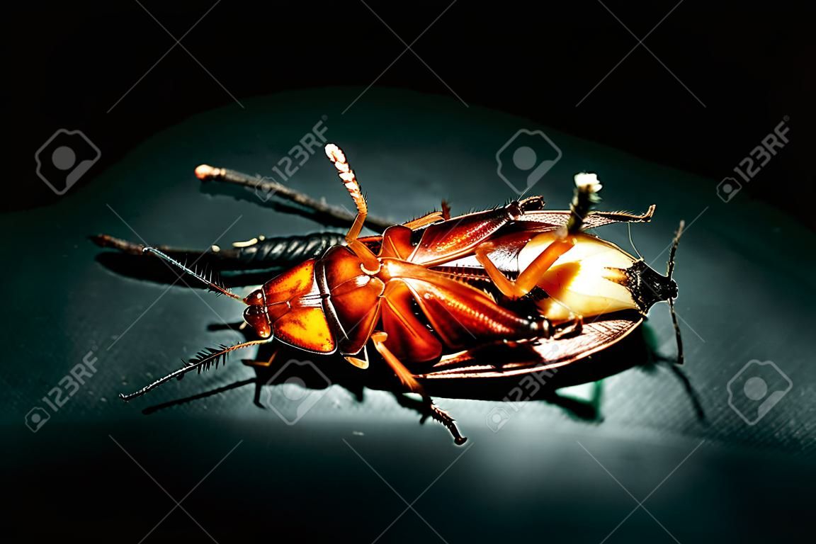 Concepto de exterminio de la cucaracha