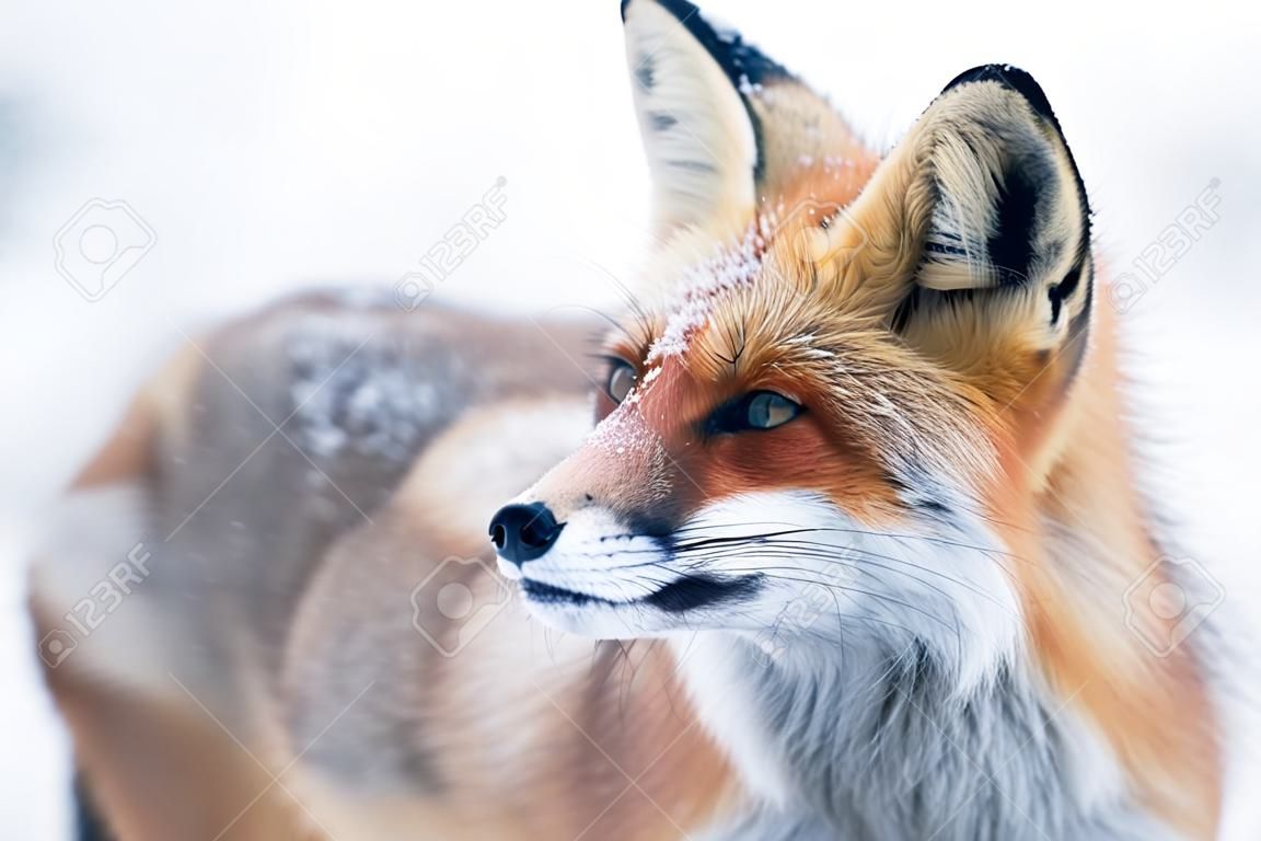 zorro rojo (vulpes vulpes de lat.) en invierno. Enfoque está en el ojo.
