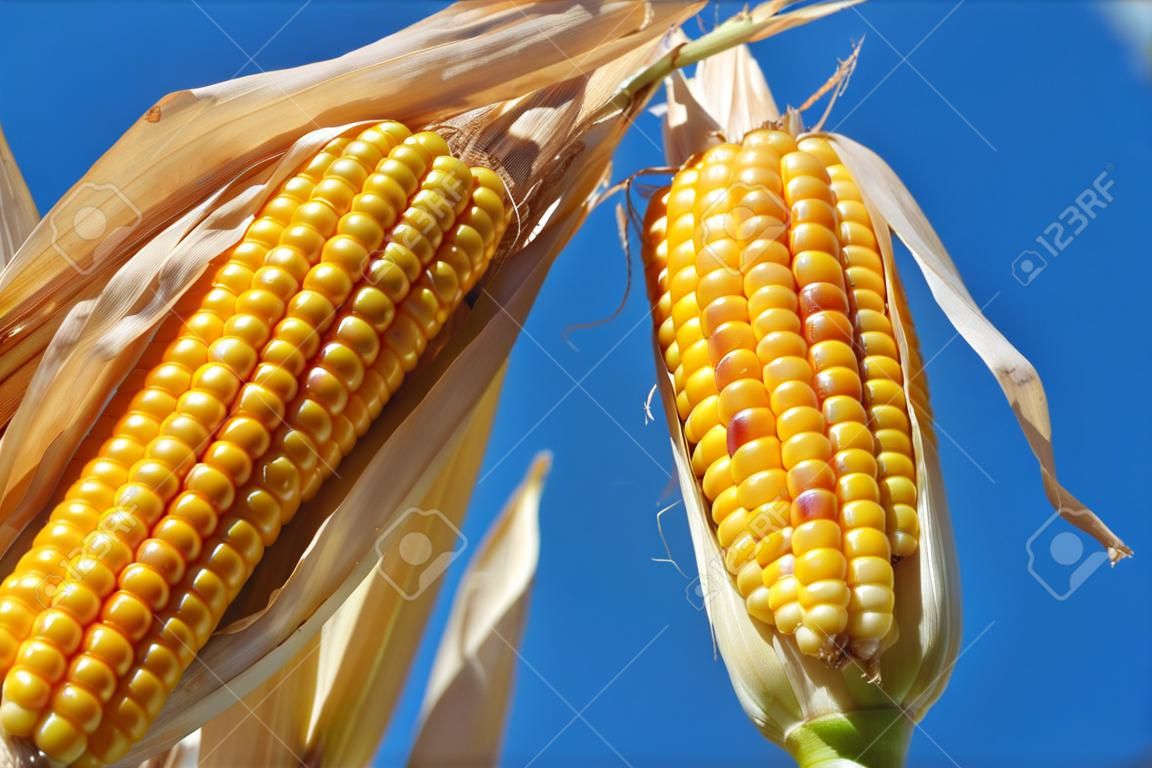 Органическое сельское хозяйство кукурузы