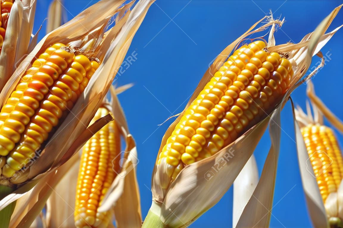 Organic corn farming 