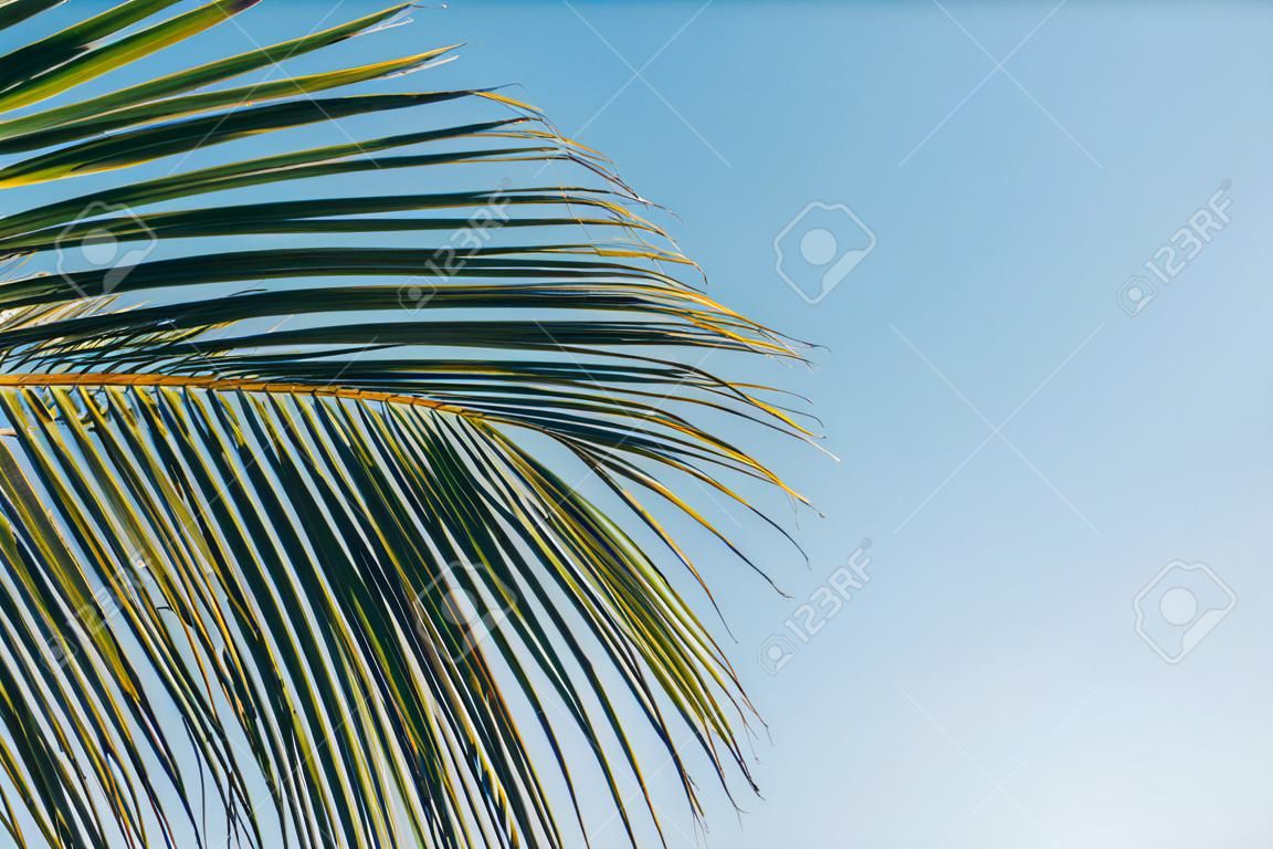 palms leaves close up. blue sky on background. summer time concept