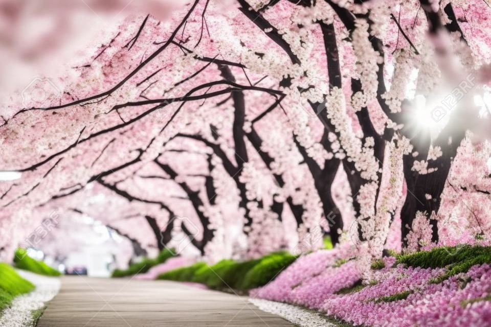 Cherry Blossom Pathway in ChiangMai