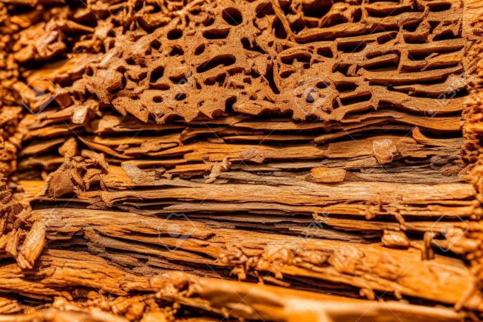 Sluit termieten nest achtergrond. Termieten met termieten nest en hout textuur