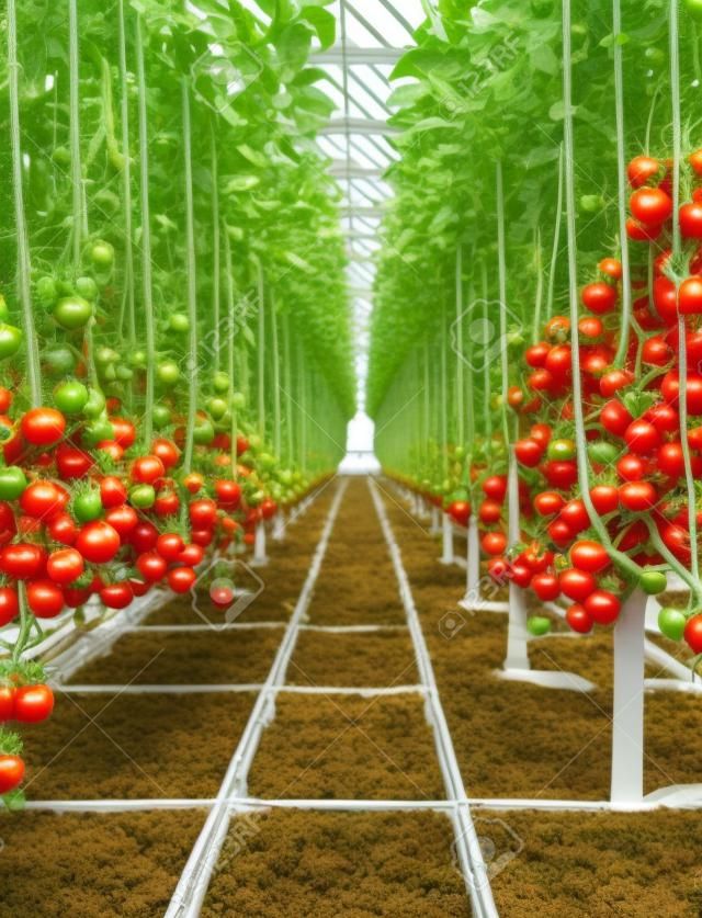 Hydroponically gewachsen Tomaten wachsen in einem Gewächshaus