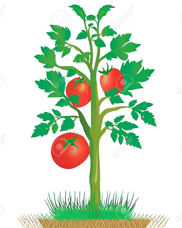conception de vecteur de plant de tomate