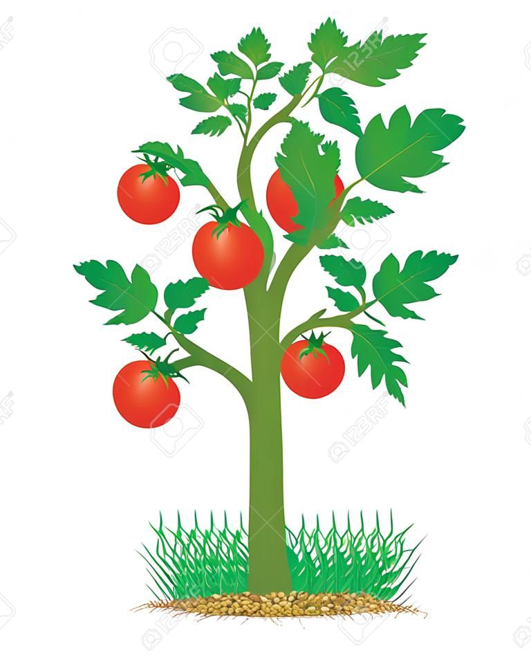 diseño de planta de tomate vector