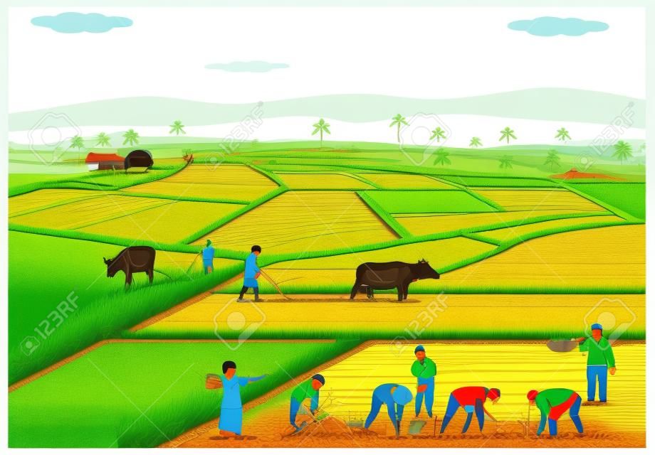 Çeltik alanına pirinç diken çiftçilerin İllüstrasyon.