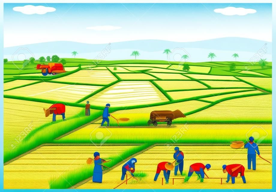Ilustração de fazendeiros plantando arroz em arrozal.