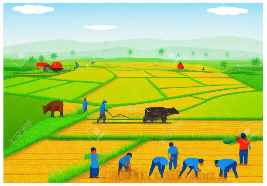 Çeltik alanına pirinç diken çiftçilerin İllüstrasyon.