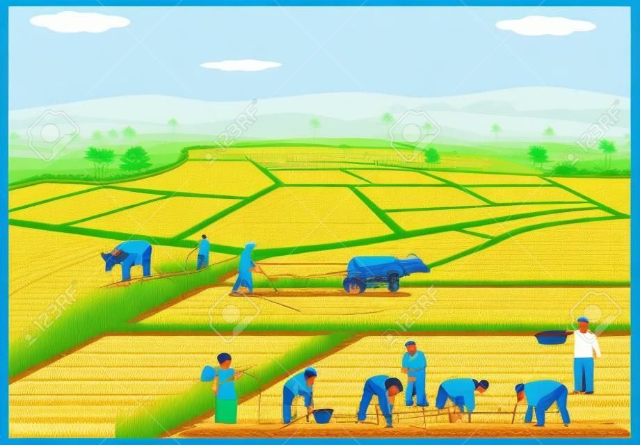 Ilustração de fazendeiros plantando arroz em arrozal.