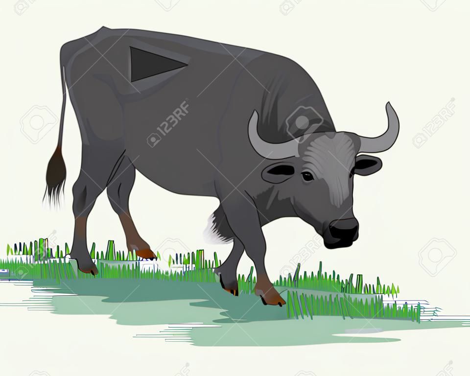 buffalo vector design