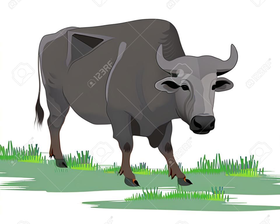 buffalo vector design