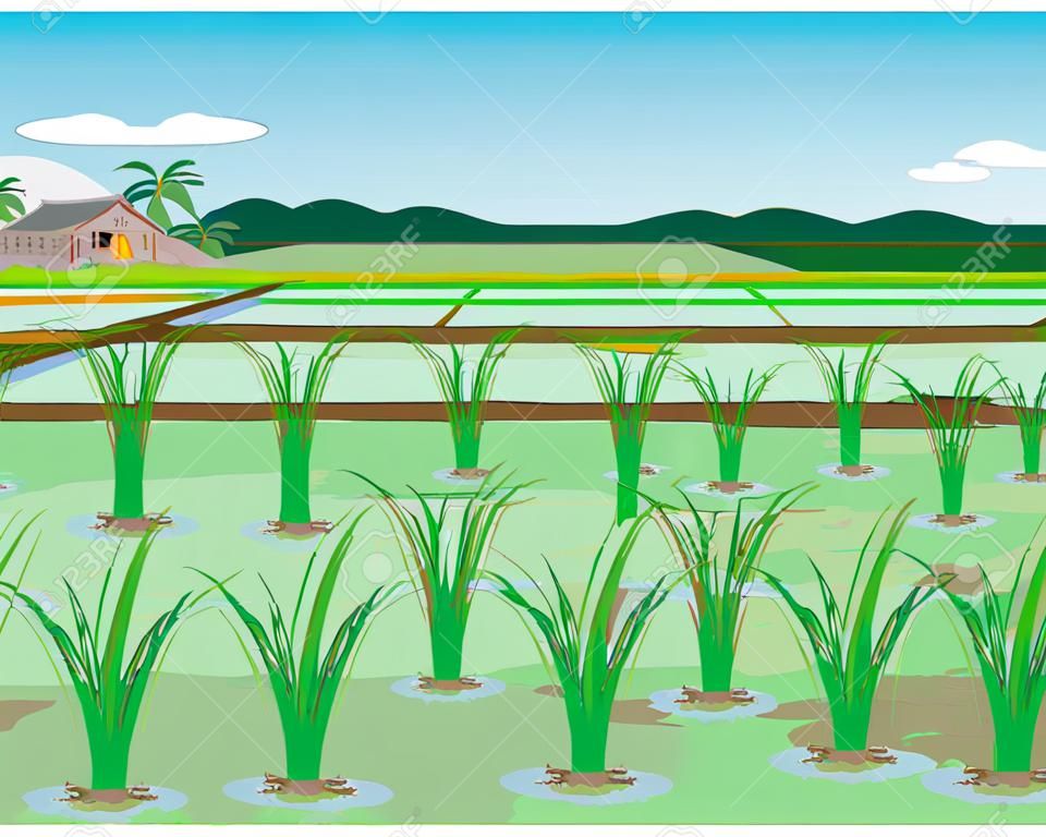 plante de riz dans la conception de vecteur de rizière