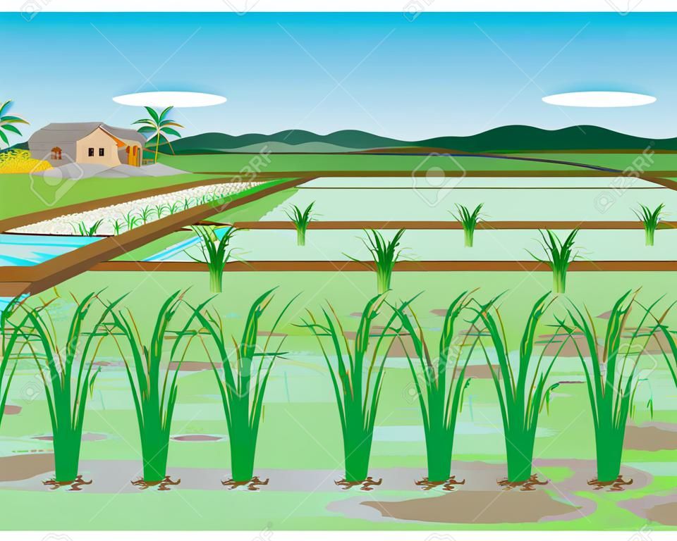 rice plant in paddy field vector design